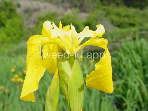 iris, yellowflag